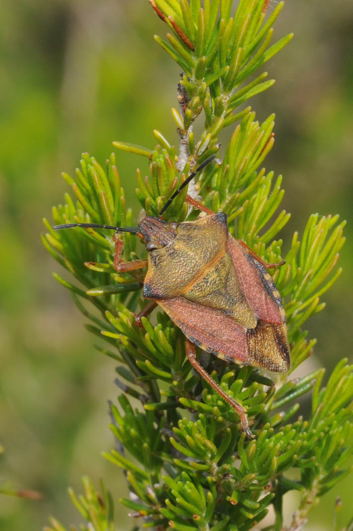 Pentatomidae: Carpocoris mediterraneus della Toscana
